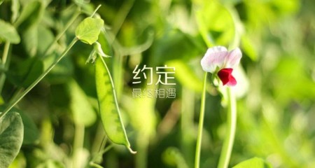 男生选择交友渠道时，应该注意哪些免费相亲的“坑”